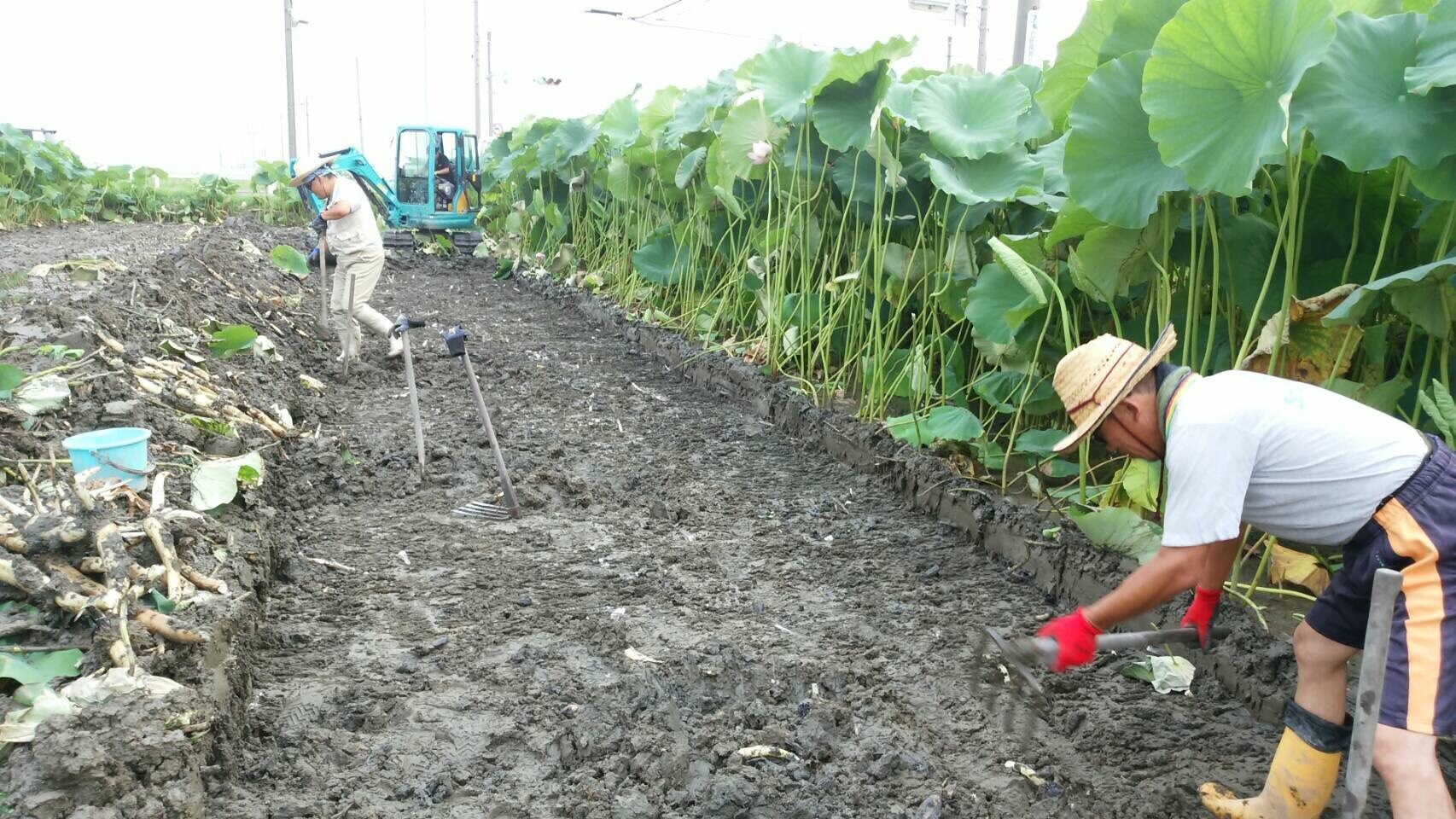 新れんこんの収穫が始まりました 清水食品株式会社ホームページ