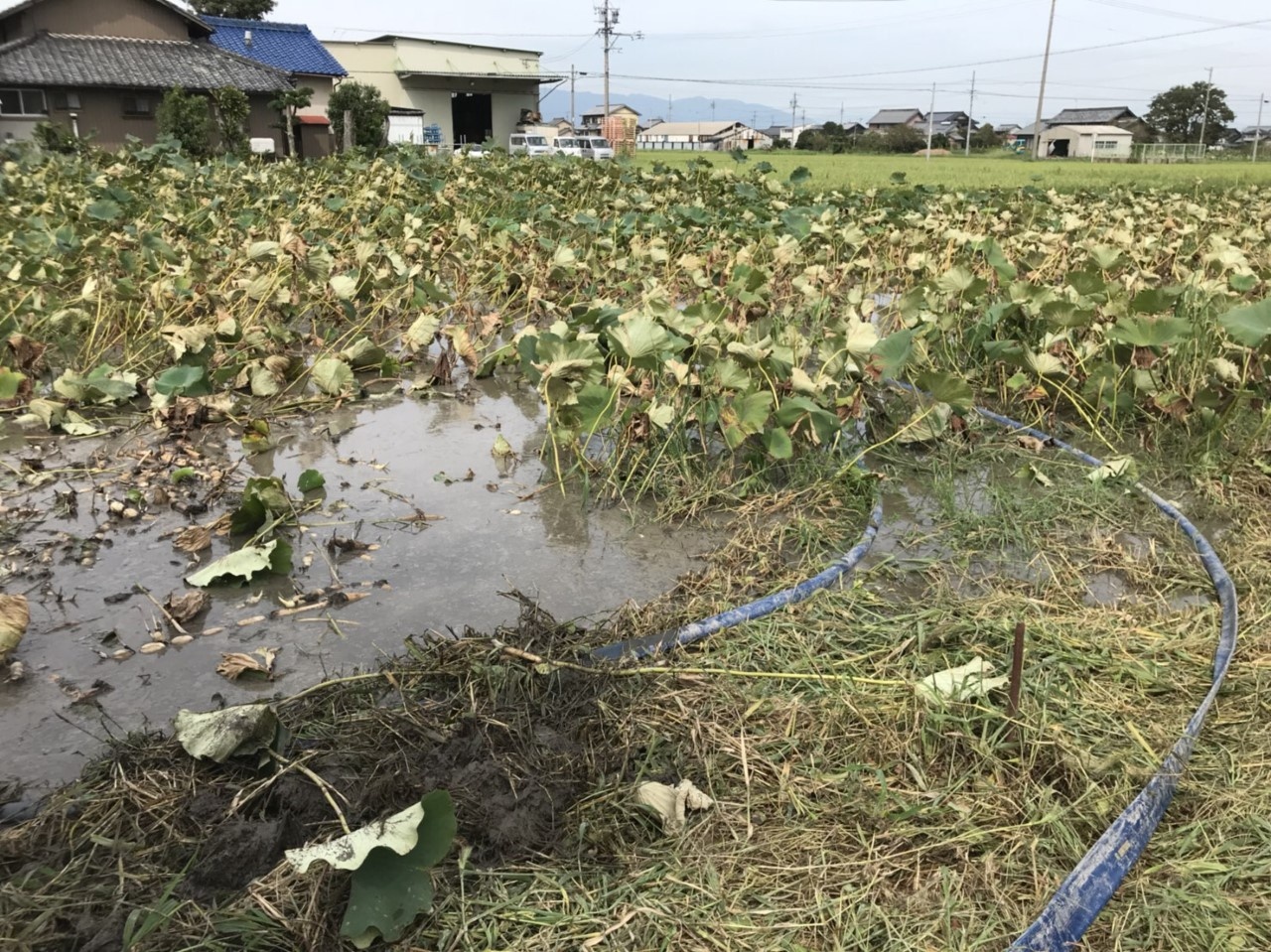 直営農園のご紹介 水掘り と 手掘り れんこん 清水食品株式会社ホームページ