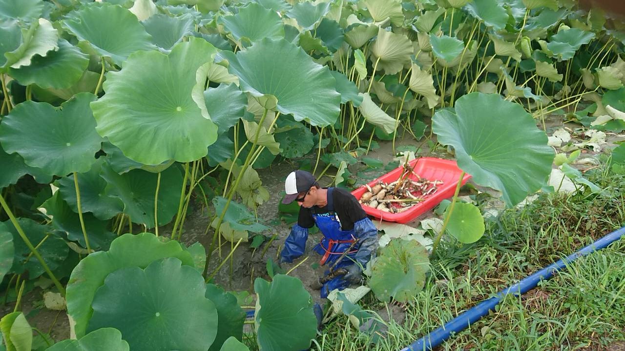 本日より本年度の蓮根収穫開始します れんこん 清水食品株式会社ホームページ