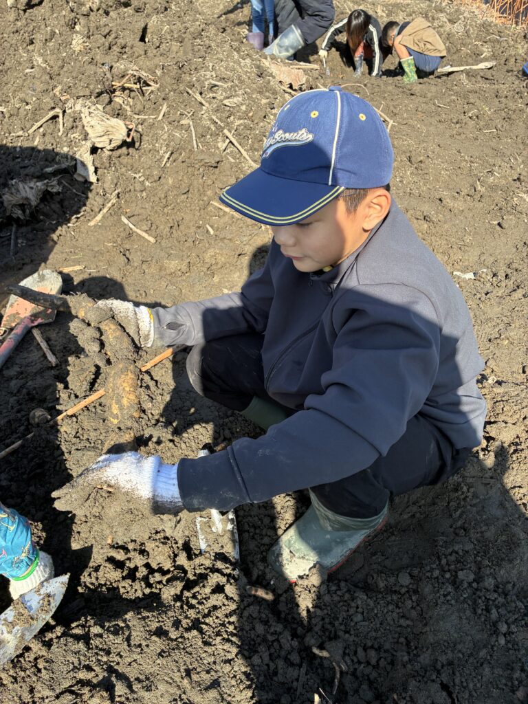 2025年11月30日　れんこん掘り体験