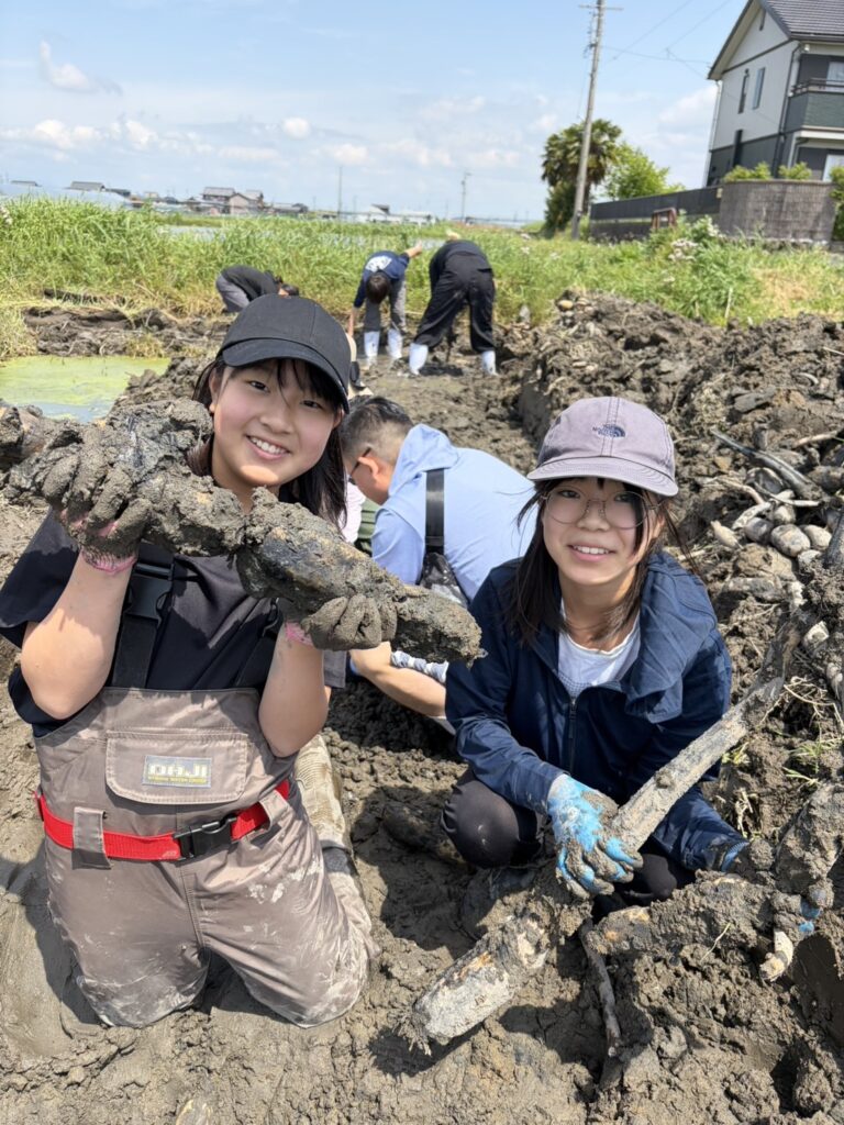 2026年4月26日　れんこん掘り体験