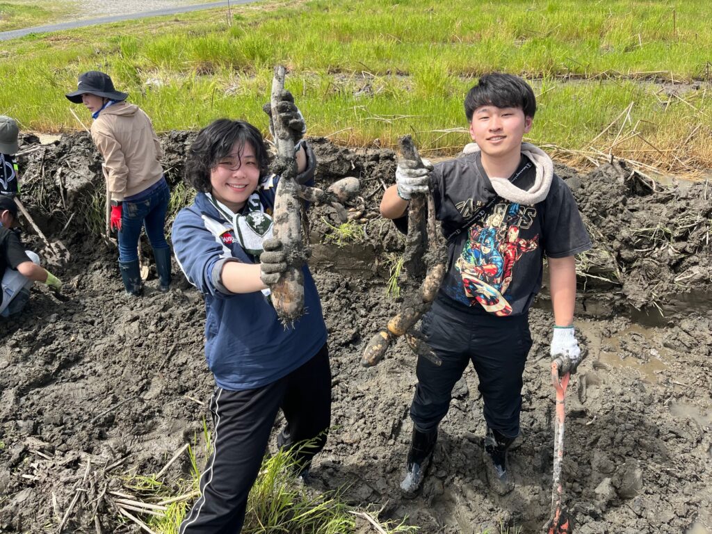 2026年4月19日　れんこん掘り体験